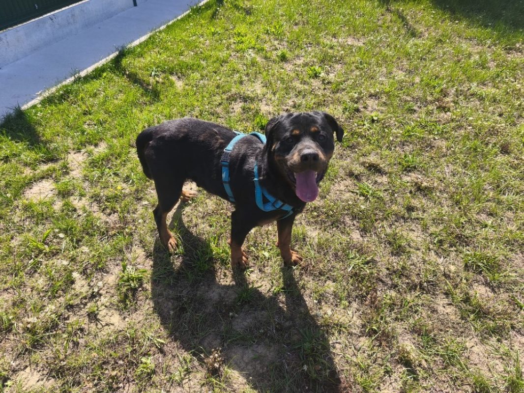 Preston - Chien Rottweiler à adopter - photo 6