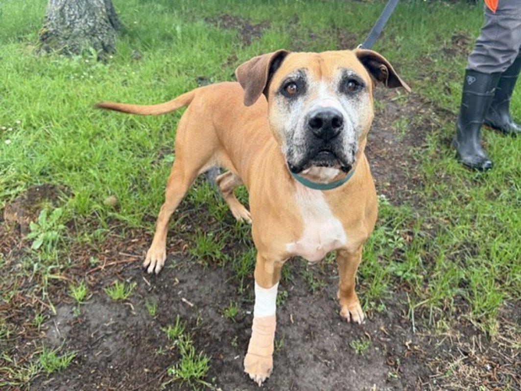 Tess - Chien à adopter