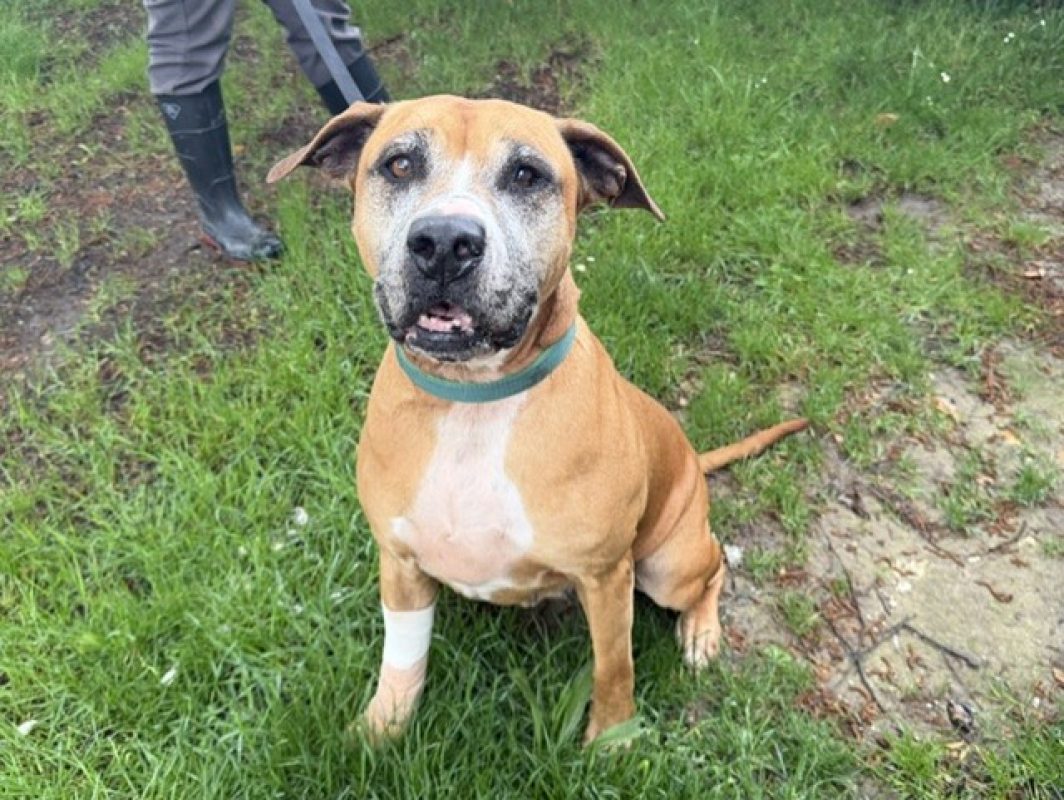 Tess - Chien à adopter - photo 2