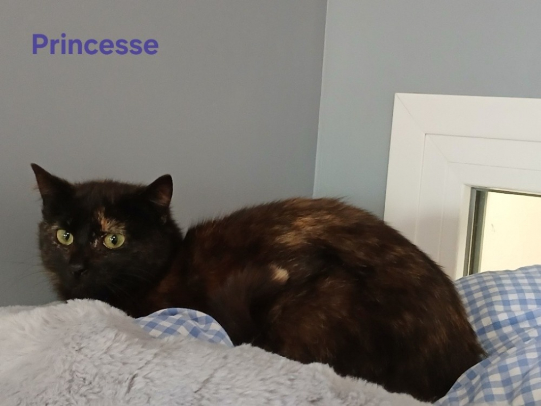 Photo #1 de Princesse