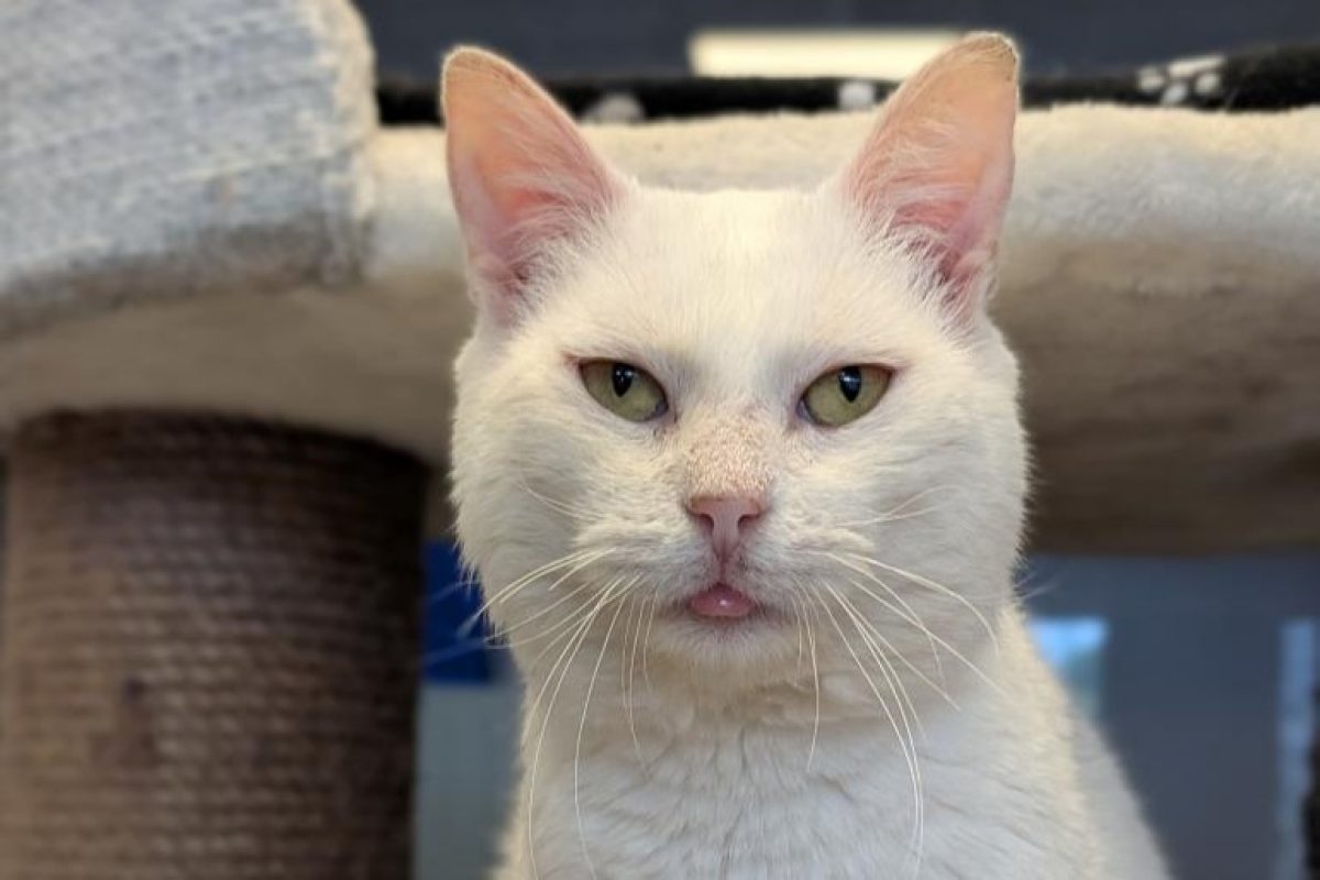 Eremus - Chat à adopter