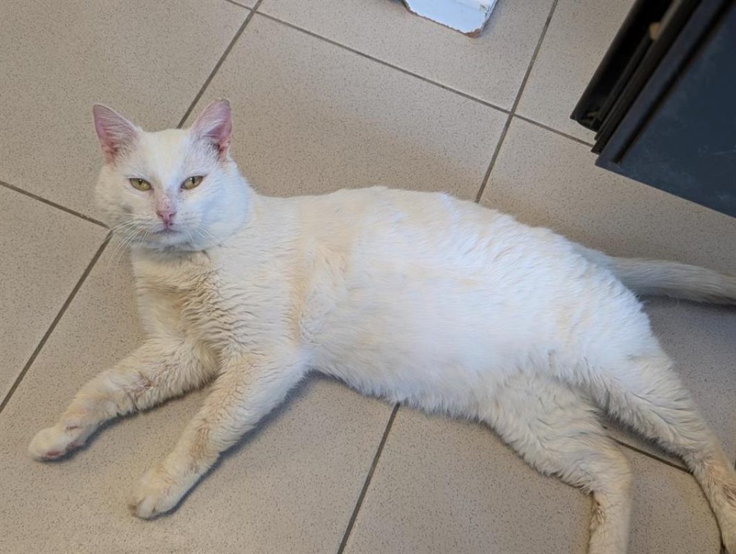 Eremus - Chat à adopter - photo 2
