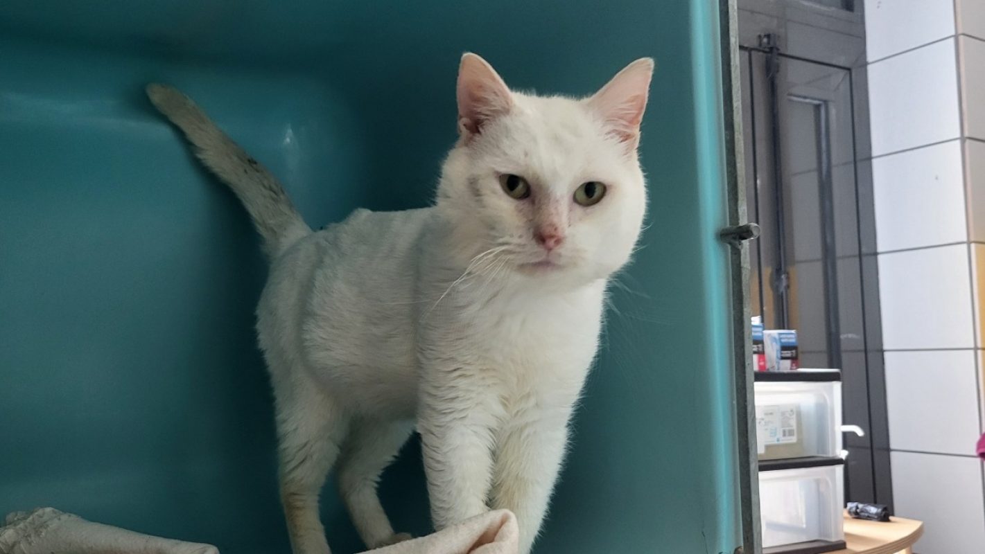 Eremus - Chat à adopter - photo 3