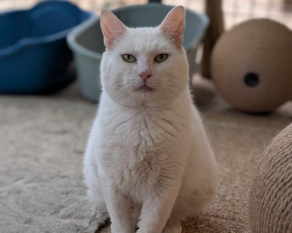 Eremus - Chat à adopter - photo 2