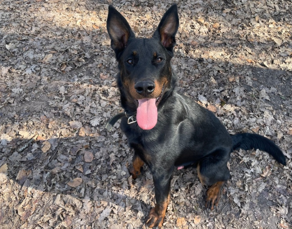 Photo de Blue