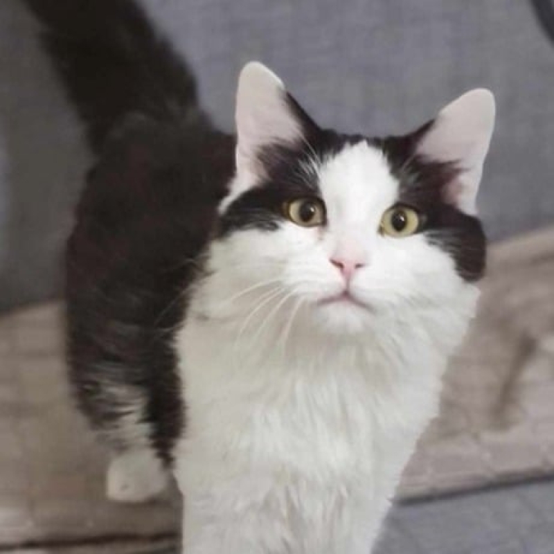 Photo de Comet