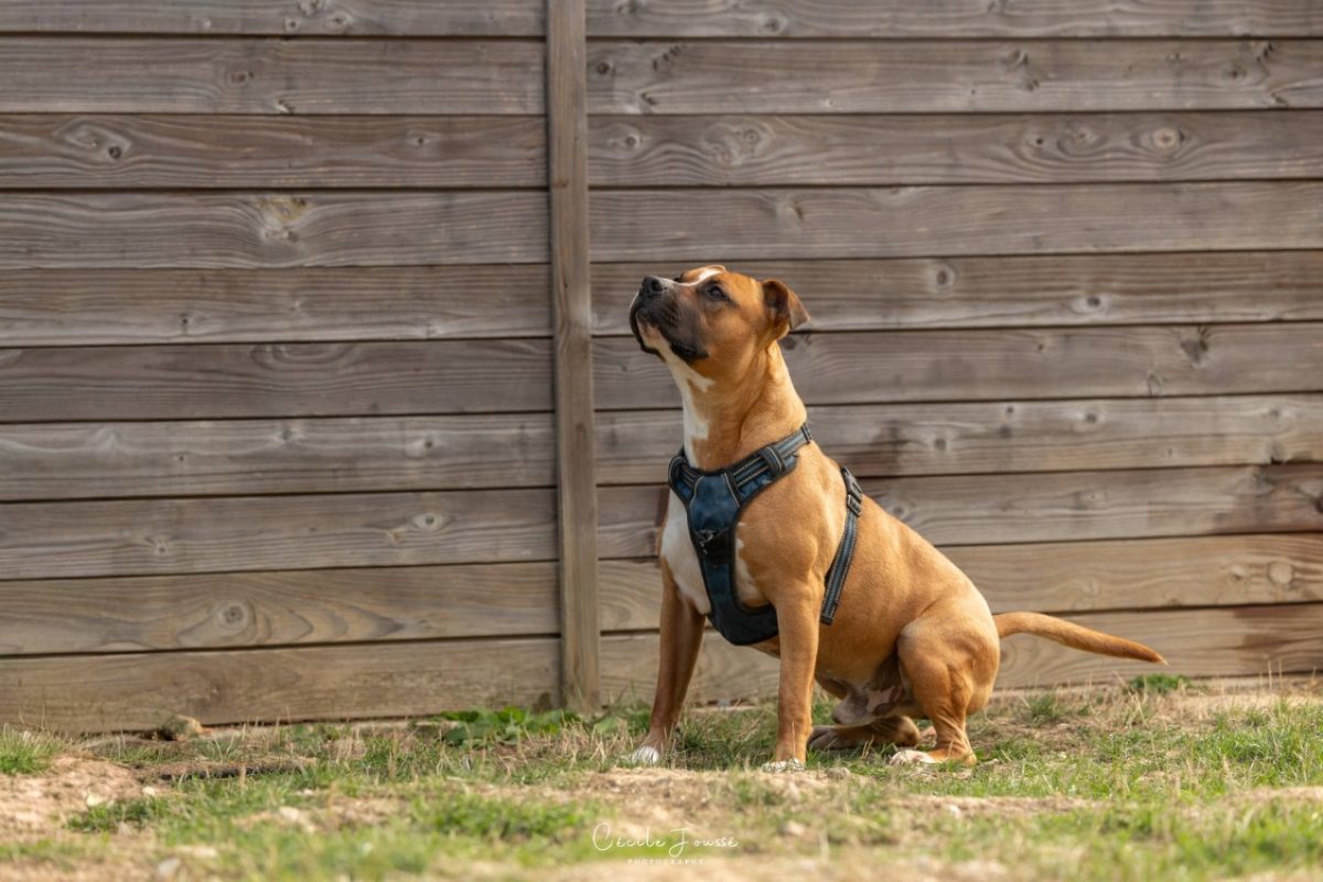 Umake - Chien à adopter