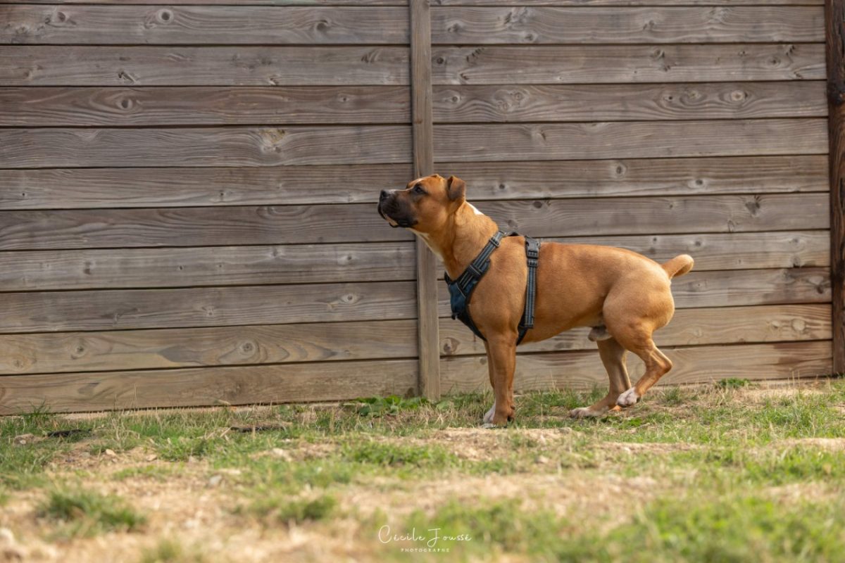 Umake - Chien à adopter - photo 2