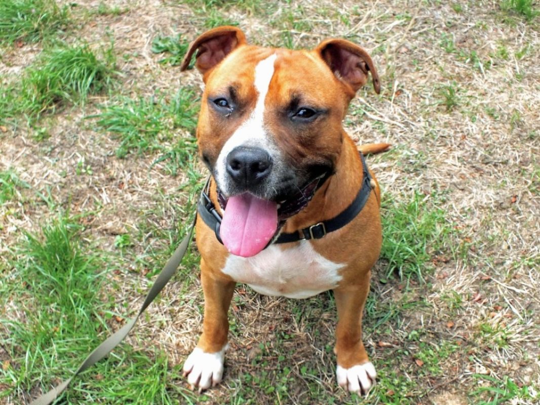Umake - Chien à adopter - photo 3