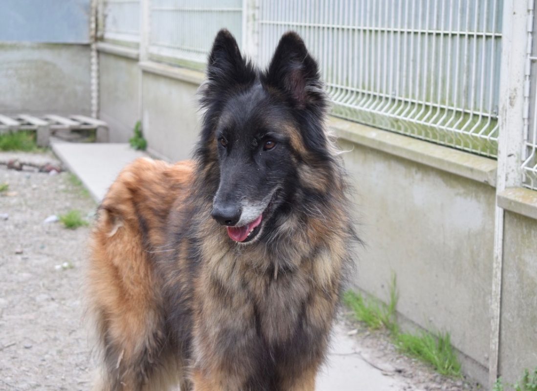 Tuwan - Chien Berger Belge Tervueren à adopter