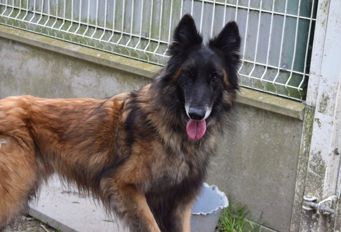 Tuwan - Chien Berger Belge Tervueren à adopter - photo 2