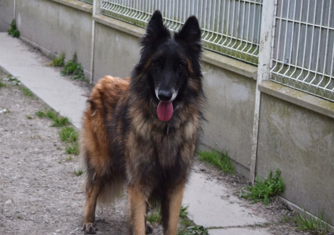 Tuwan - Chien Berger Belge Tervueren à adopter - photo 3