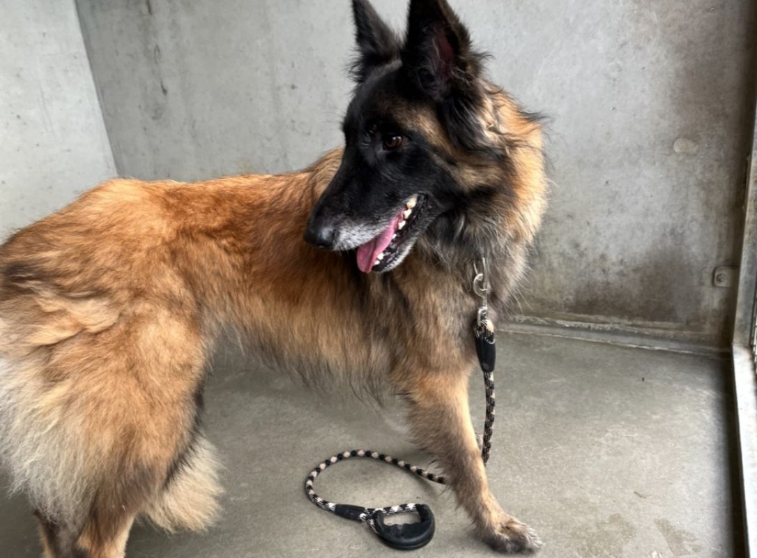 Tuwan - Chien Berger Belge Tervueren à adopter - photo 4