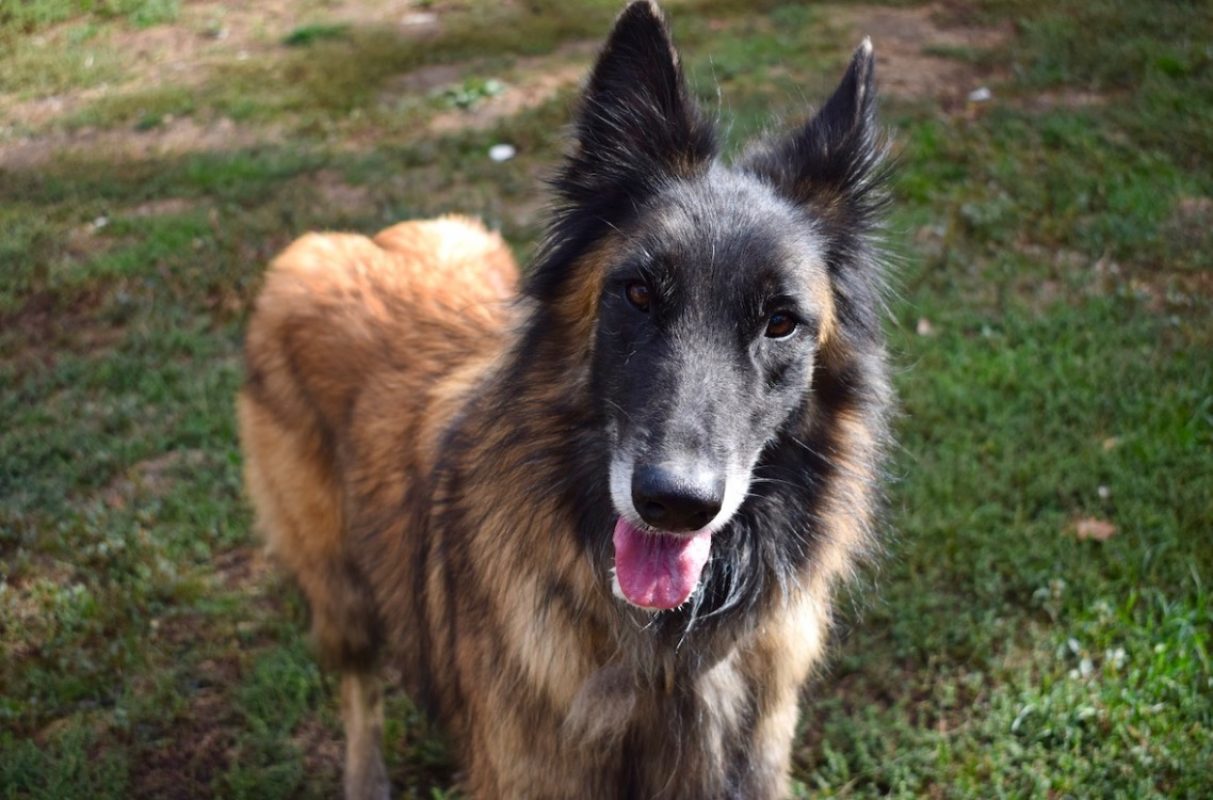 Tuwan - Chien Berger Belge Tervueren à adopter