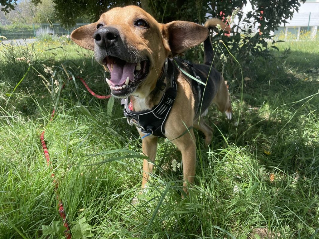 Jumper a trouve sa famille - Chien à adopter