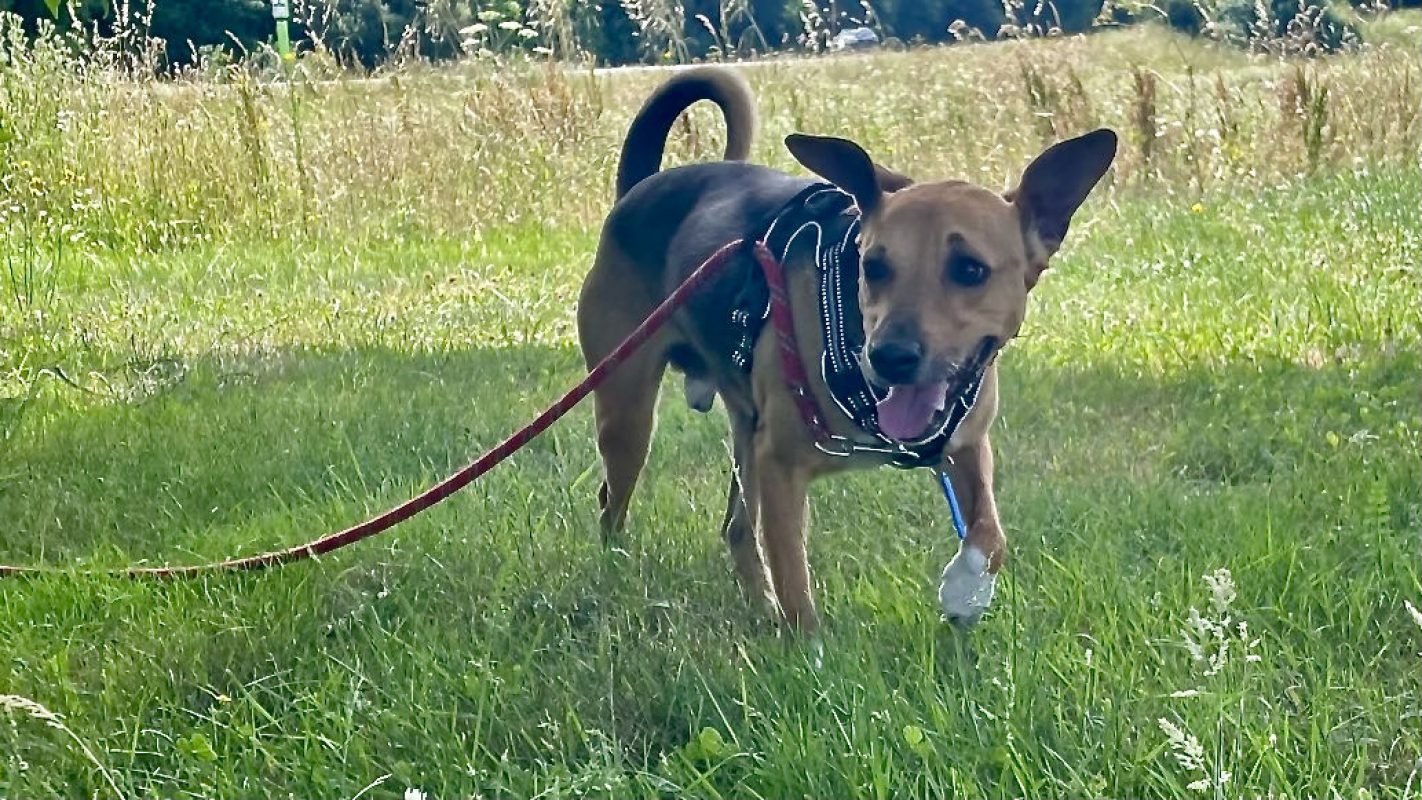 Jumper a trouve sa famille - Chien à adopter - photo 2
