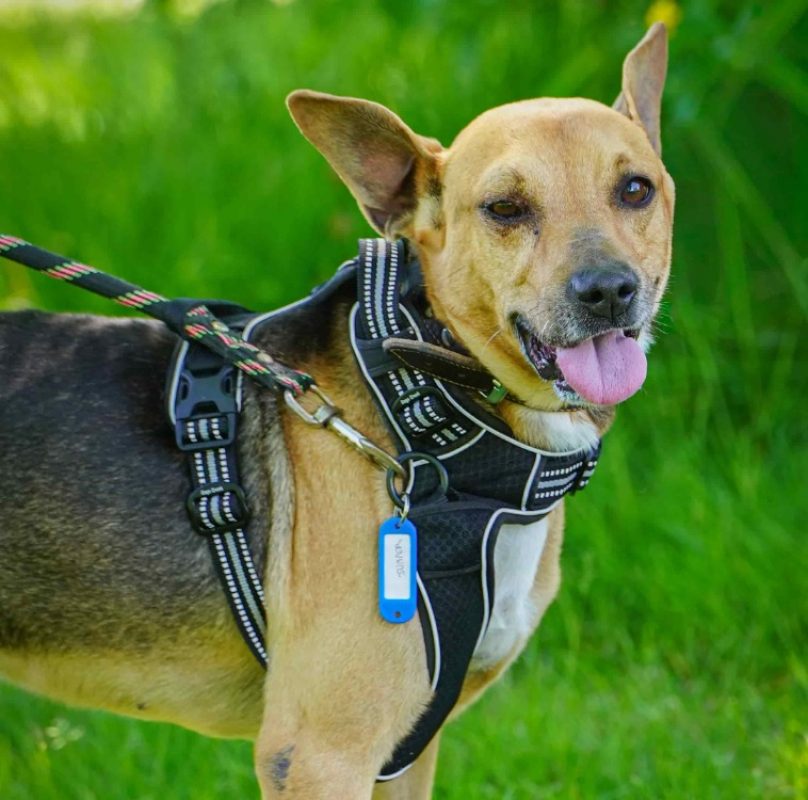 Jumper a trouve sa famille - Chien à adopter - photo 3