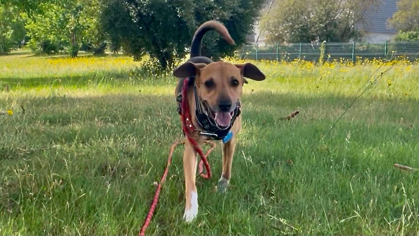 Jumper a trouve sa famille - Chien à adopter - photo 4