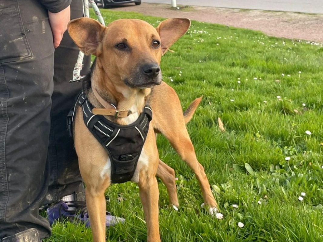 Jumper a trouve sa famille - Chien à adopter - photo 5