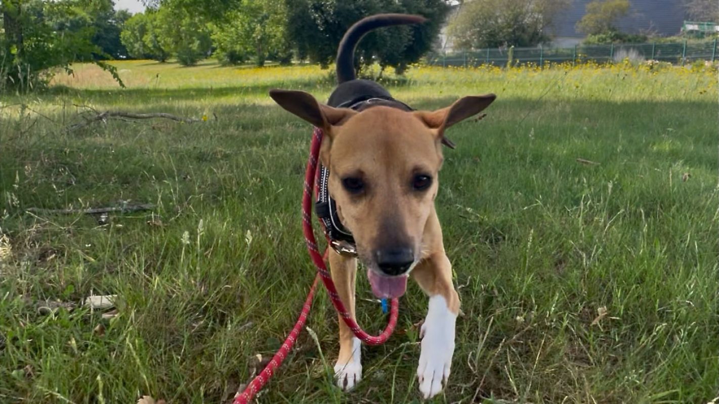 Jumper a trouve sa famille - Chien à adopter - photo 6