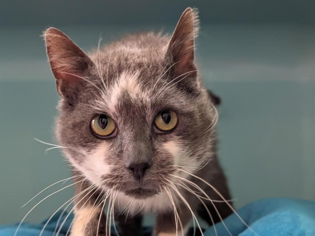 Photo #1 de Marshmallow