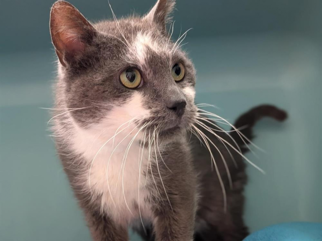 Photo #2 de Marshmallow