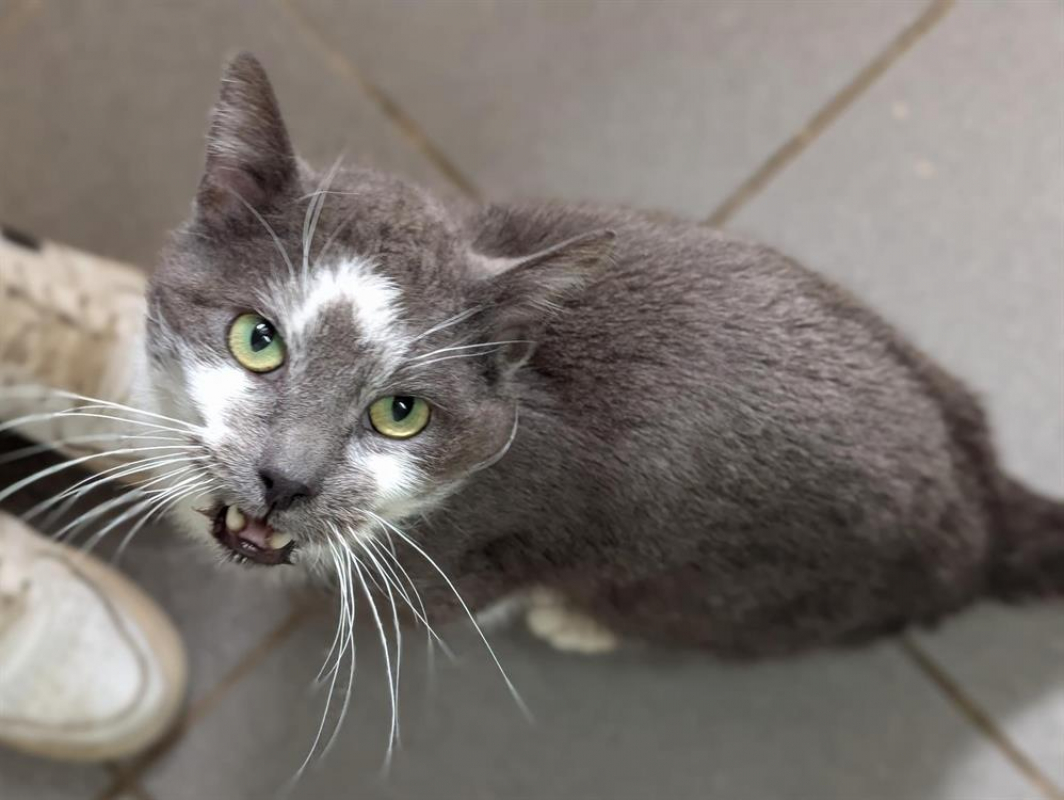 Photo #3 de Marshmallow