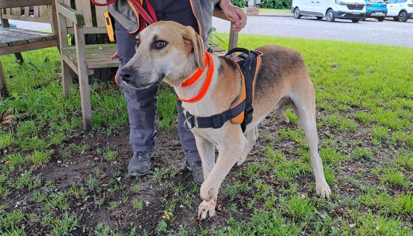 Crapule - Chien Anglo-Français de Petite Vènerie à adopter