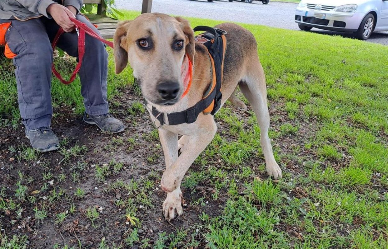 Crapule - Chien Anglo-Français de Petite Vènerie à adopter - photo 2