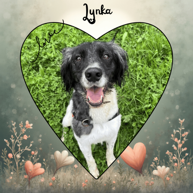Photo #2 de Lynka