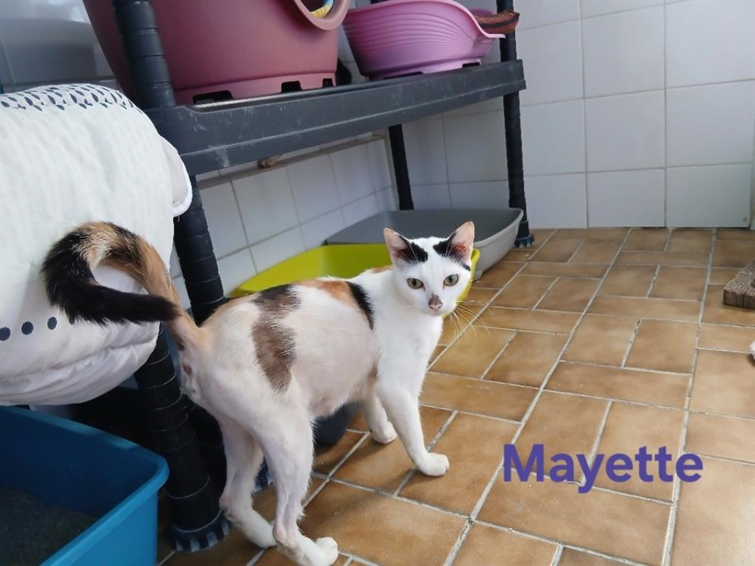 Photo #1 de Mayette