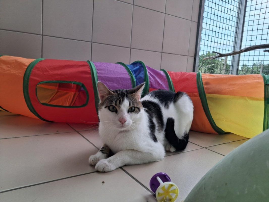 Léon - Chat Européen à adopter