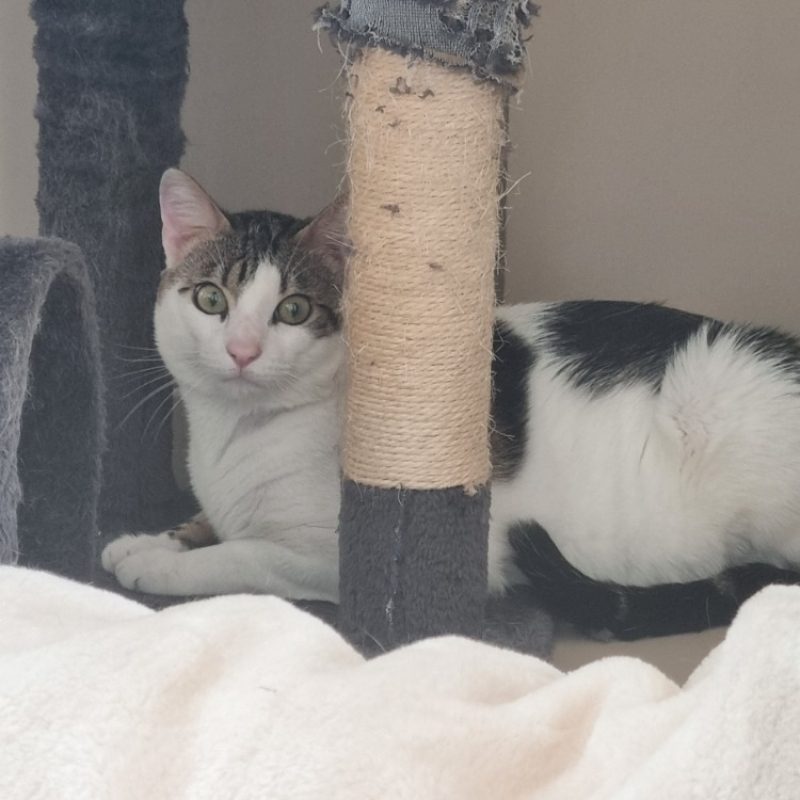 Léon - Chat Européen à adopter - photo 2