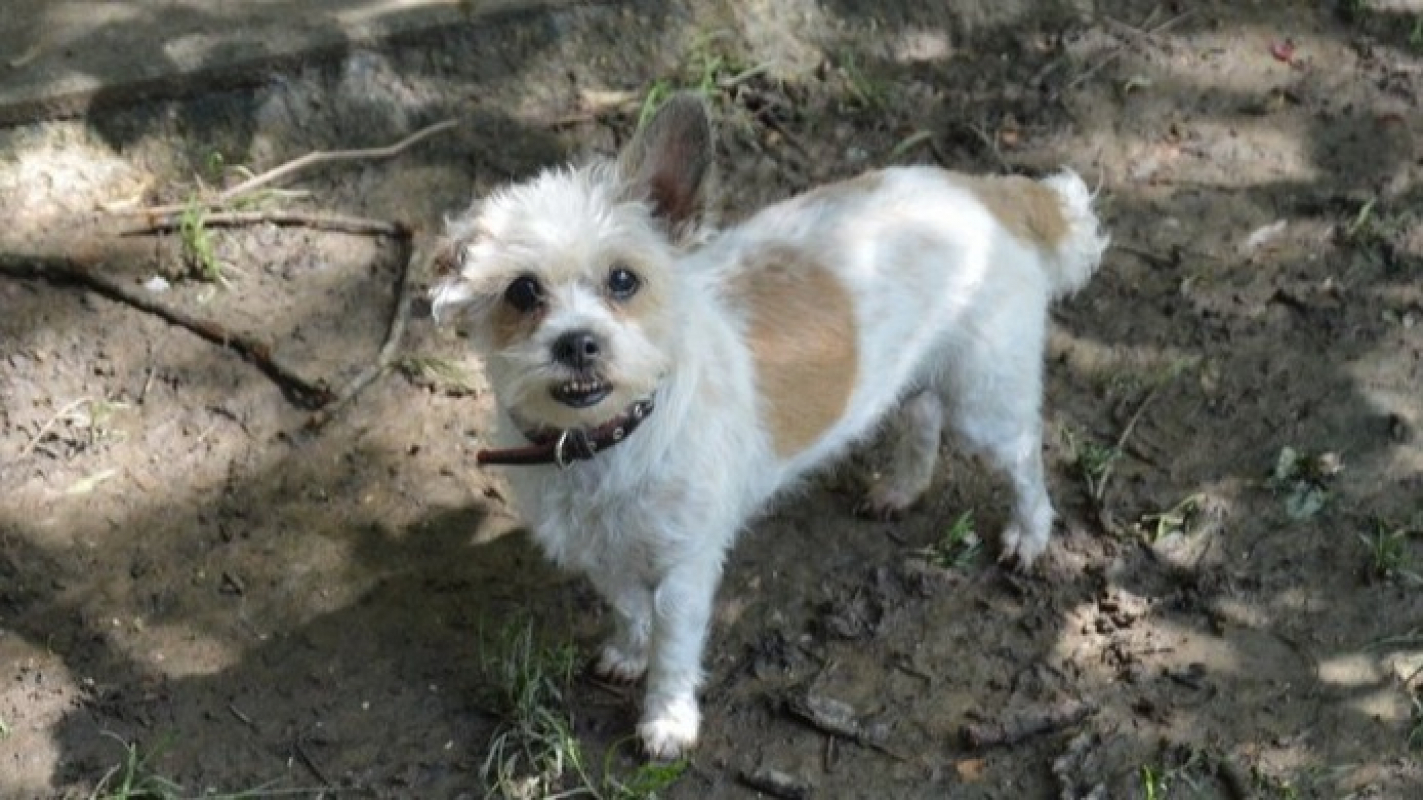 Photo #2 de Maya