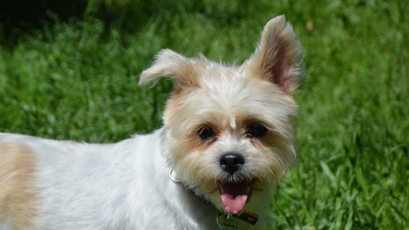 Photo #1 de Candy