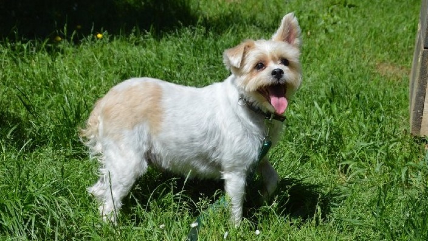 Photo #2 de Candy