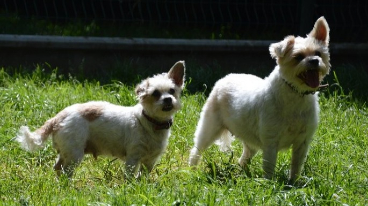 Photo #3 de Candy