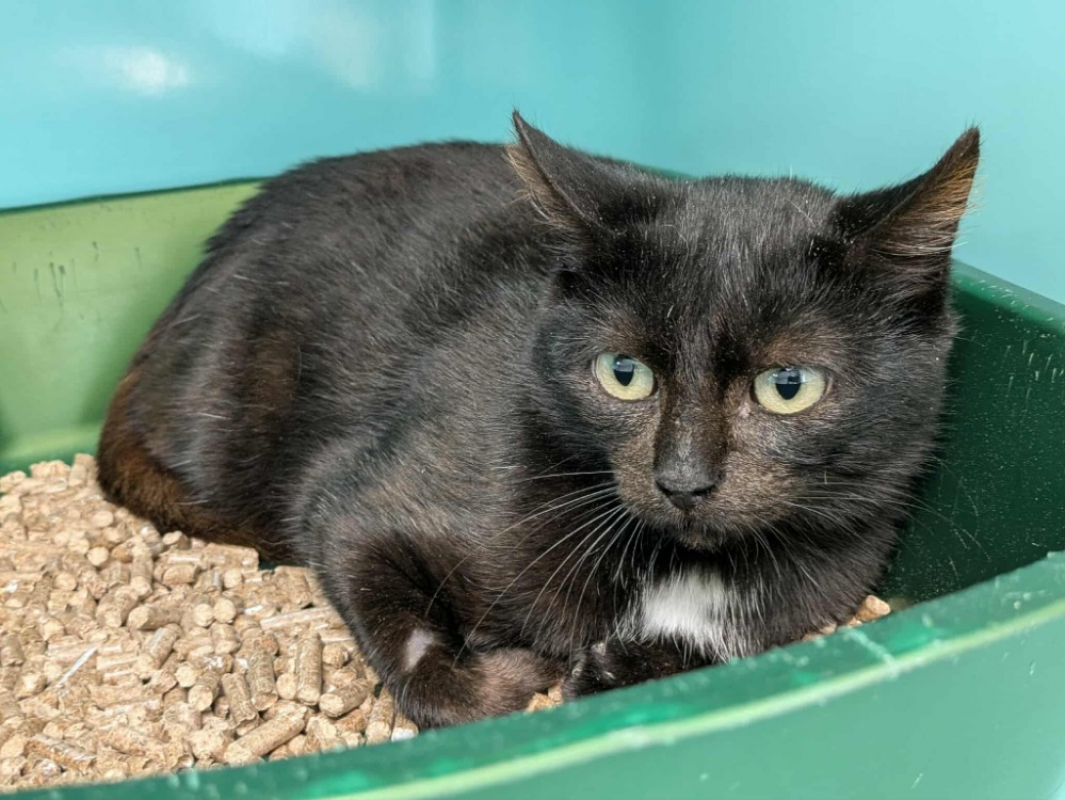 Photo #1 de Couche qct