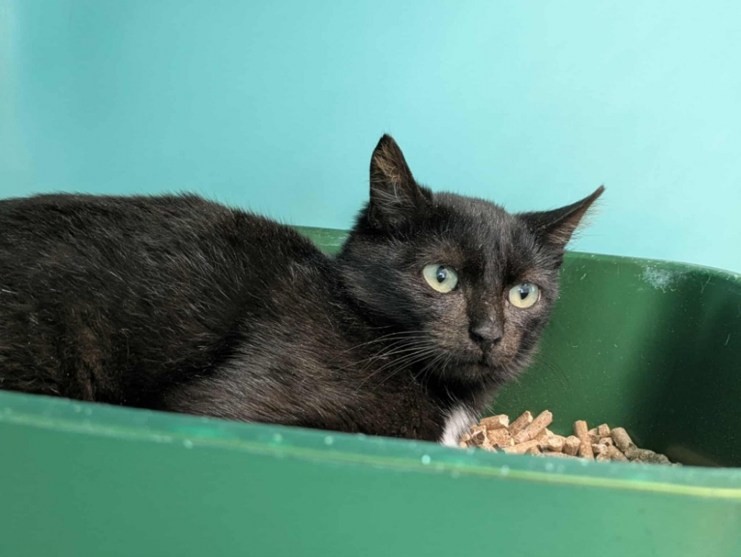 Photo #2 de Couche qct