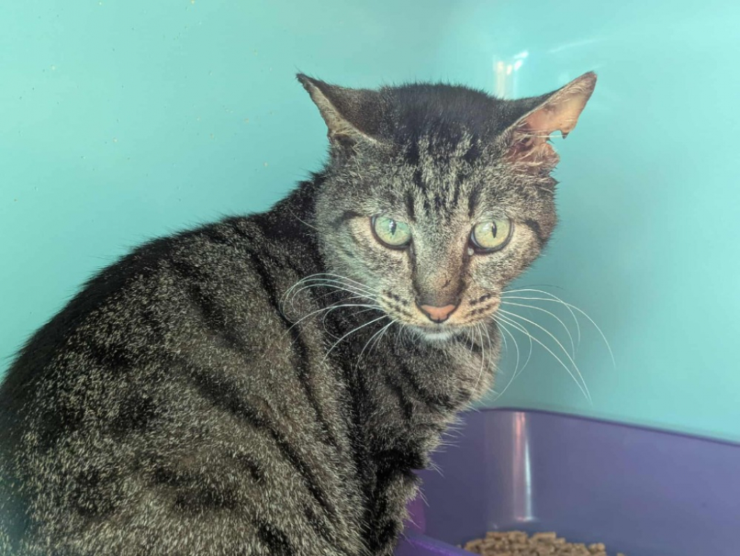 Photo #1 de Biberon qct