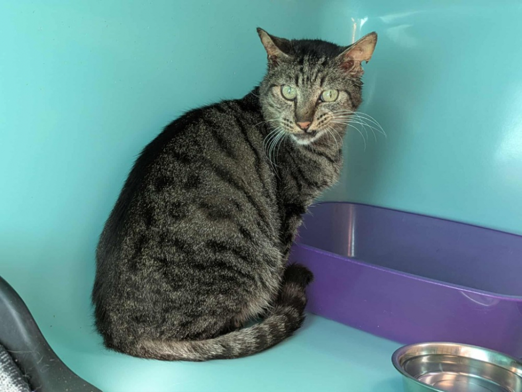 Photo #2 de Biberon qct