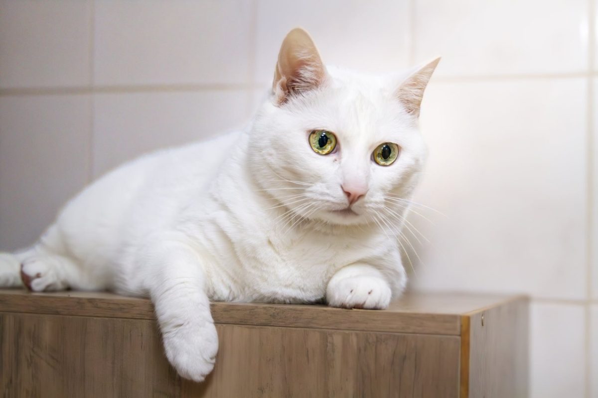 Lexy a 17404 - Chat Européen à adopter