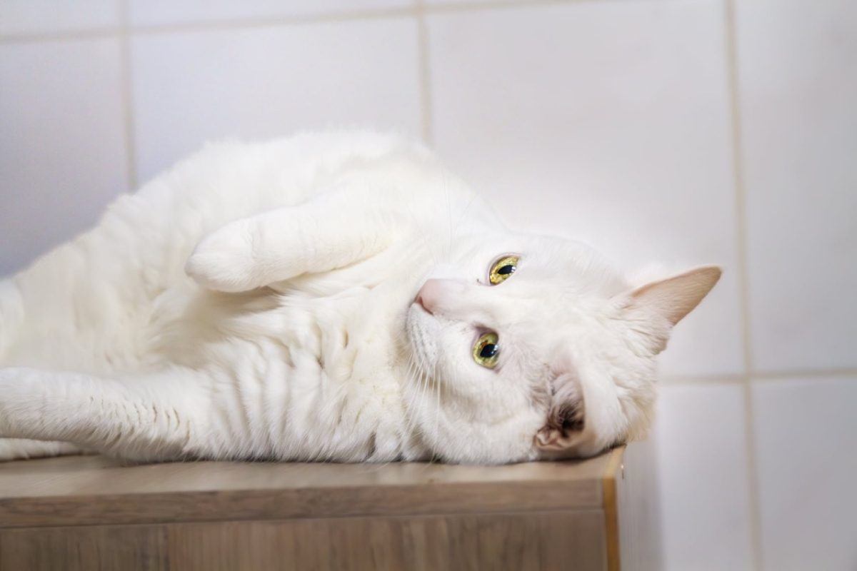 Lexy a 17404 - Chat Européen à adopter - photo 2
