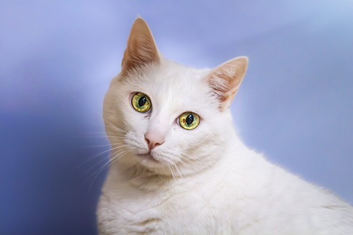 Lexy a 17404 - Chat Européen à adopter - photo 3