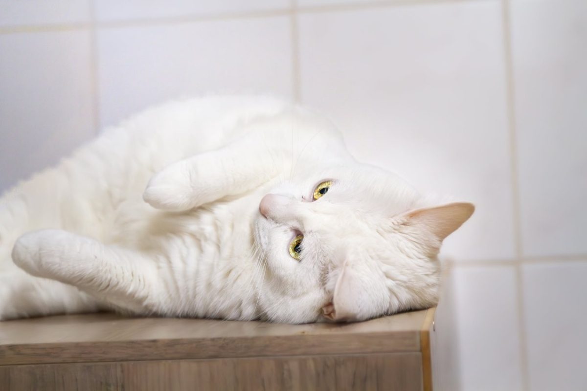 Lexy a 17404 - Chat Européen à adopter - photo 4