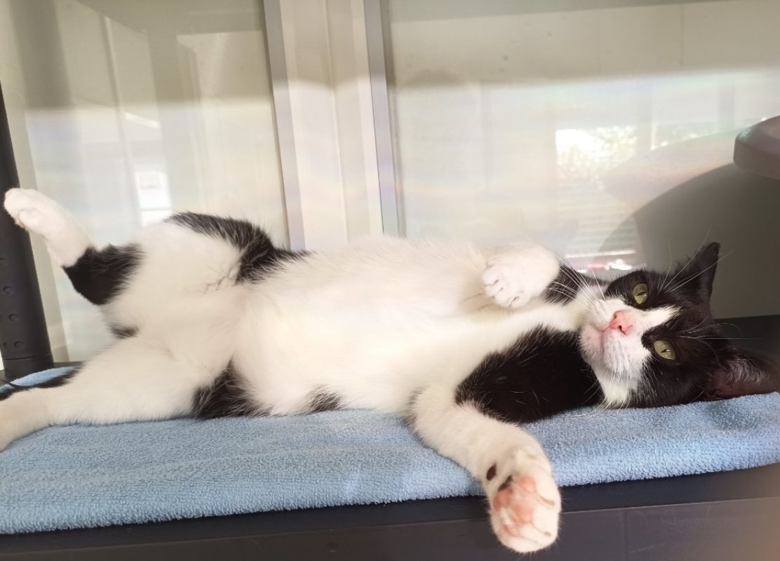 Capsule - Chat Européen à adopter