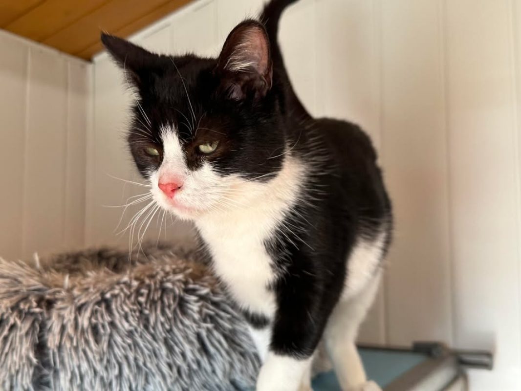 Capsule - Chat Européen à adopter - photo 2