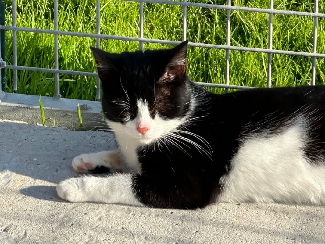 Capsule - Chat Européen à adopter - photo 3