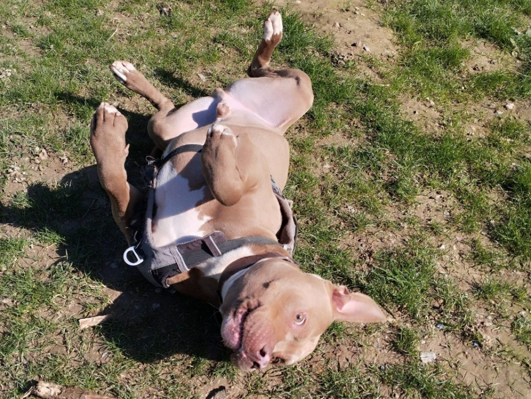Frivolle - Chien Bouledogue Américain à adopter - photo 2