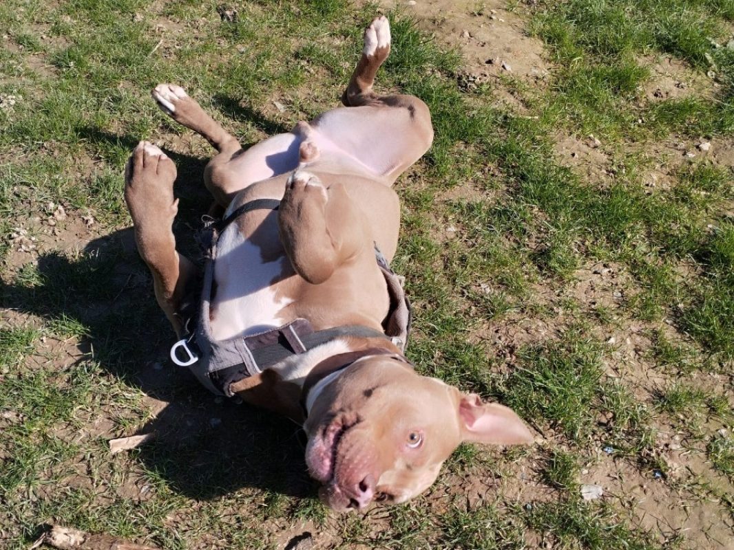 Frivolle - Chien Bouledogue Américain à adopter